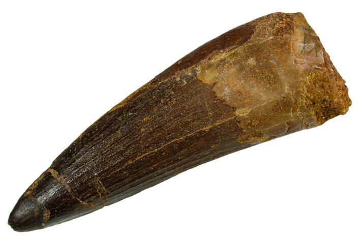 Fossil Spinosaurus Tooth - Real Dinosaur Tooth #346913